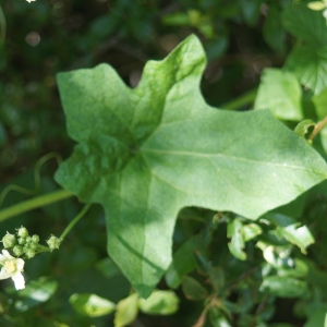 Photographie n°2306347 du taxon Bryonia dioica Jacq. [1774]