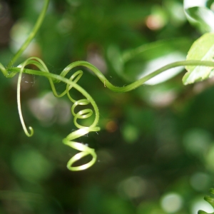 Photographie n°2306350 du taxon Bryonia dioica Jacq. [1774]