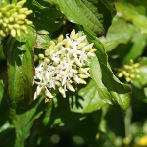 Photographie n°2306355 du taxon Cornus sanguinea L. [1753]