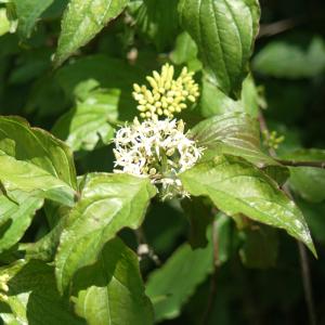 Photographie n°2306357 du taxon Cornus sanguinea L. [1753]