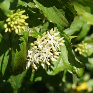 Photographie n°2306359 du taxon Cornus sanguinea L. [1753]