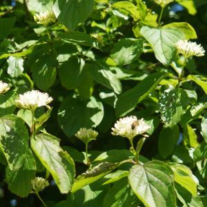 Photographie n°2306362 du taxon Cornus sanguinea L. [1753]