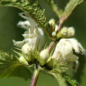 Photographie n°2306382 du taxon Lamium album L.