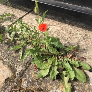 Photographie n°2306408 du taxon Papaver rhoeas L.