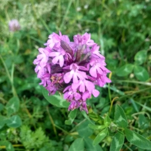 Photographie n°2306423 du taxon Anacamptis pyramidalis (L.) Rich. [1817]