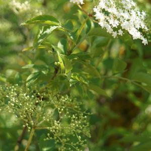 Photographie n°2306498 du taxon Sambucus nigra L. [1753]