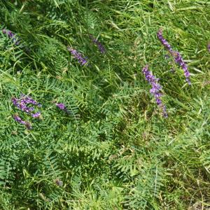 Photographie n°2306505 du taxon Vicia cracca L. [1753]