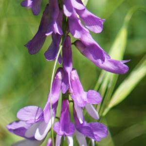 Photographie n°2306508 du taxon Vicia cracca L. [1753]