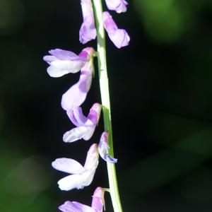 Photographie n°2306509 du taxon Vicia cracca L. [1753]