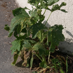 Photographie n°2306548 du taxon Alcea rosea L. [1753]
