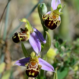 Photographie n°2306605 du taxon Ophrys apifera Huds. [1762]