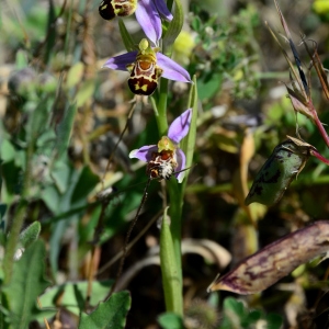 Photographie n°2306606 du taxon Ophrys apifera Huds. [1762]