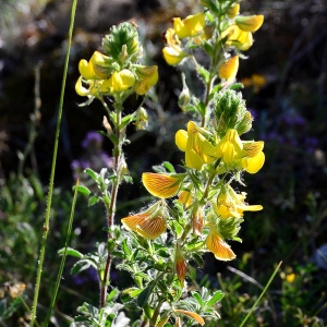 Photographie n°2306609 du taxon Ononis natrix L. [1753]