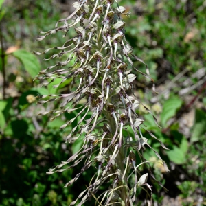 Photographie n°2306623 du taxon Himantoglossum hircinum (L.) Spreng. [1826]