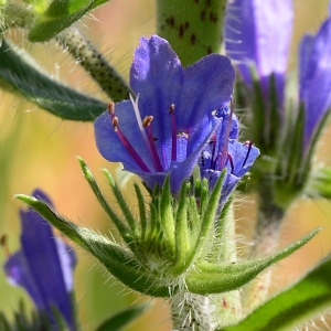 Photographie n°2306625 du taxon Echium vulgare L. [1753]