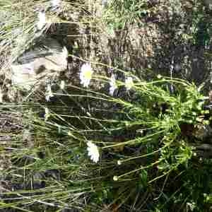 Photographie n°2306628 du taxon Leucanthemum vulgare Lam. [1779]