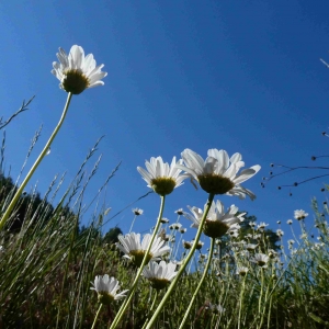 Photographie n°2306629 du taxon Leucanthemum vulgare Lam. [1779]