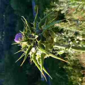 Photographie n°2306653 du taxon Silybum marianum (L.) Gaertn. [1791]