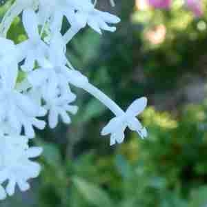 Photographie n°2306666 du taxon Centranthus ruber (L.) DC. [1805]