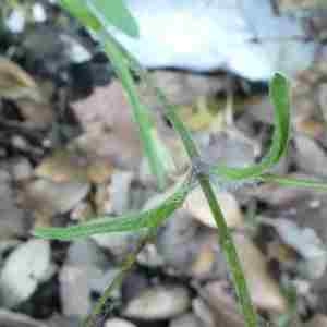 Photographie n°2306717 du taxon Silene italica (L.) Pers. [1805]