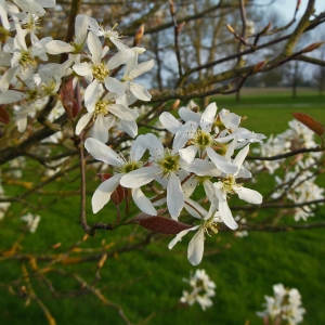 Photographie n°2306759 du taxon Amelanchier canadensis (L.) Medik. [1793]