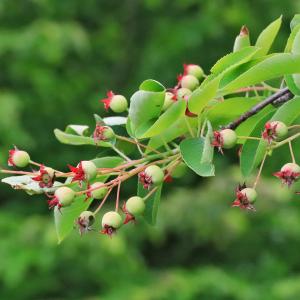 Photographie n°2306762 du taxon Amelanchier canadensis (L.) Medik. [1793]