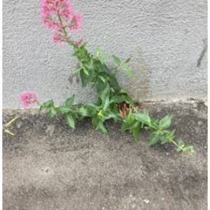 Photographie n°2306764 du taxon Centranthus ruber (L.) DC. [1805]