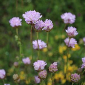 Photographie n°2306823 du taxon Armeria arenaria (Pers.) Schult. [1820]