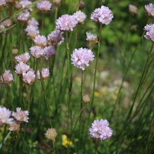 Photographie n°2306824 du taxon Armeria arenaria (Pers.) Schult. [1820]