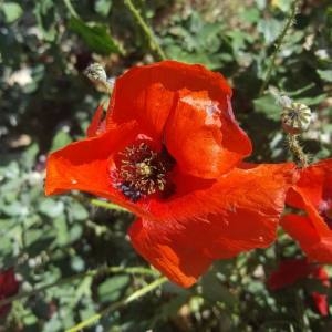 Photographie n°2306826 du taxon Papaver rhoeas L.