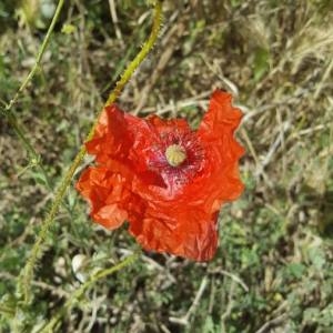 Photographie n°2306827 du taxon Papaver rhoeas L.