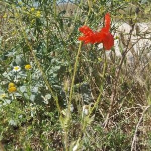 Photographie n°2306828 du taxon Papaver rhoeas L.