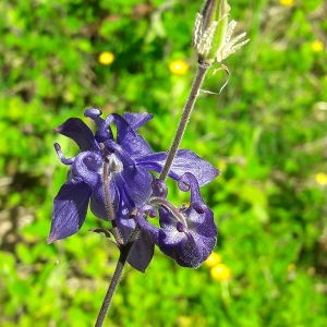 Photographie n°2306856 du taxon Aquilegia vulgaris L.