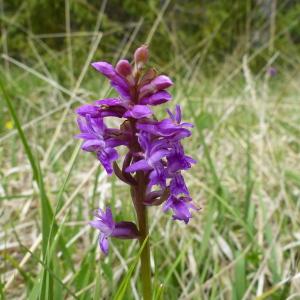 Photographie n°2306864 du taxon Dactylorhiza majalis (Rchb.) P.F.Hunt & Summerh. [1965]