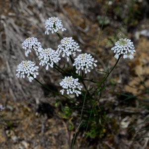 Photographie n°2306868 du taxon Iberis pinnata L. [1755]