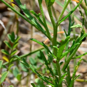 Photographie n°2306869 du taxon Iberis pinnata L. [1755]