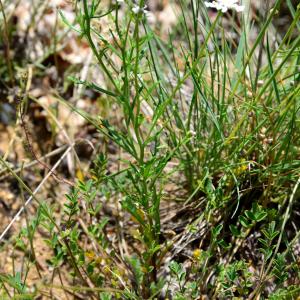 Photographie n°2306870 du taxon Iberis pinnata L. [1755]