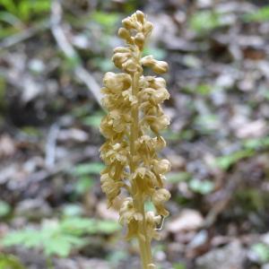 Photographie n°2306882 du taxon Neottia nidus-avis (L.) Rich.
