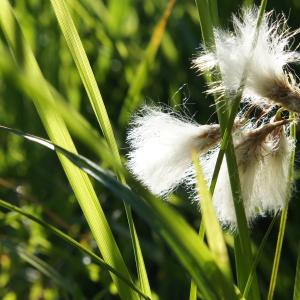 Photographie n°2306888 du taxon Eriophorum L. [1753]