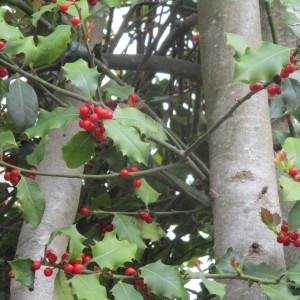 Photographie n°2306904 du taxon Ilex aquifolium L.