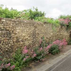 Photographie n°2306906 du taxon Centranthus ruber (L.) DC.