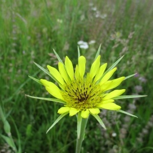 Photographie n°2306911 du taxon Tragopogon dubius Scop.