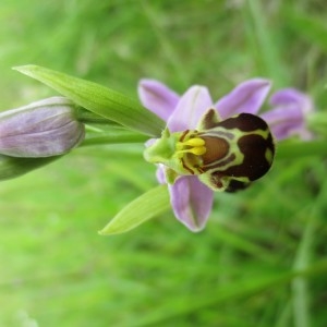 Photographie n°2306931 du taxon Ophrys apifera Huds.