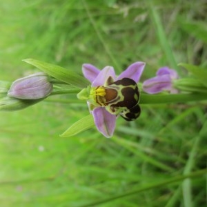 Photographie n°2306932 du taxon Ophrys apifera Huds.