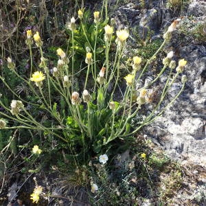 Photographie n°2306956 du taxon Crepis albida Vill. [1779]