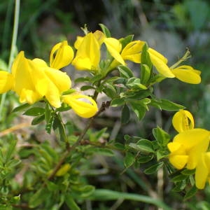 Photographie n°2306979 du taxon Genista pilosa L. [1753]