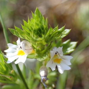 Photographie n°2306988 du taxon Euphrasia pectinata Ten. [1815]