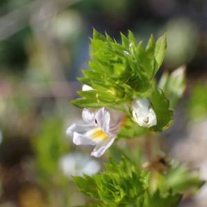 Photographie n°2306989 du taxon Euphrasia pectinata Ten. [1815]