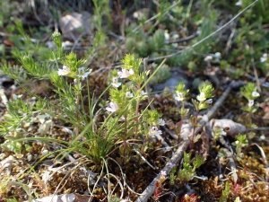 Sylvain Piry, le 31 mai 2019 (Cornus (Plateau de Guilhaumard, Montservier))