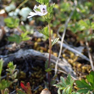  - Euphrasia pectinata Ten. [1815]